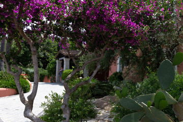 Kaktus Blumen Sardinien Violett