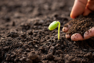 Seedlings are growing from the soil. While having the hands of men pouring soil to see growth.
