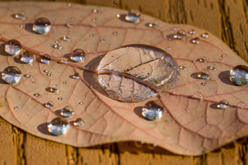 Fototapeta na wymiar Macro image of water droplets on a brown leaf