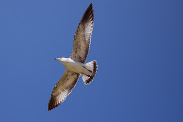 seagull in flight