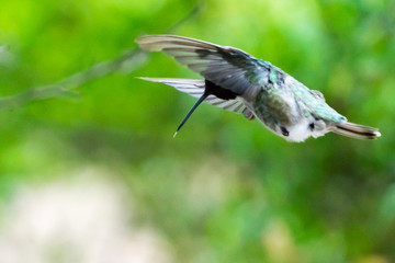 Hummingbird in flight
