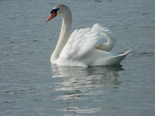 Fototapeta premium Swan beauty 2