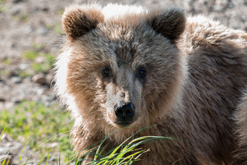 Brown bear cub closeup © Jennifer