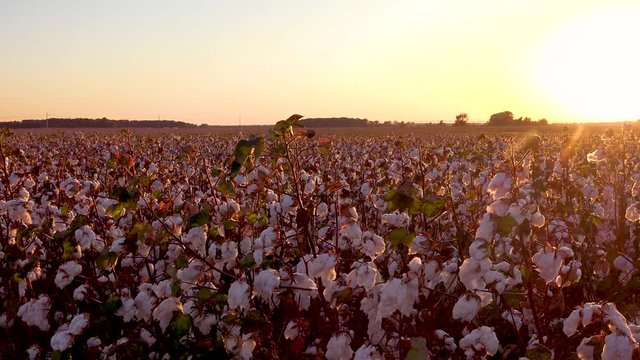 Pan across beautiful fields of cotton growing in a Mississippi Delta farm field.