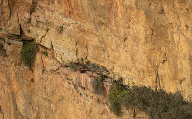 Two Macaws nesting on rockface