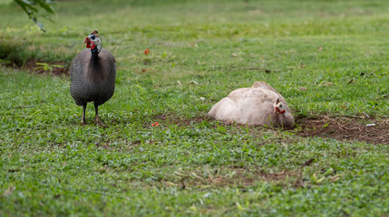 Two chickens black & white