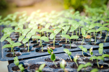 Fototapeta premium Many small melon trees are placed in plastic lids for planting.