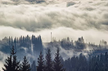 Wall murals Forest in fog Carpathian mountains in the waves of fog