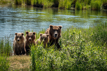 Mother brown bear and three cubs