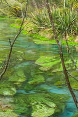 ニュージーランド　プタルルのブルースプリングの透明で澄んだ川