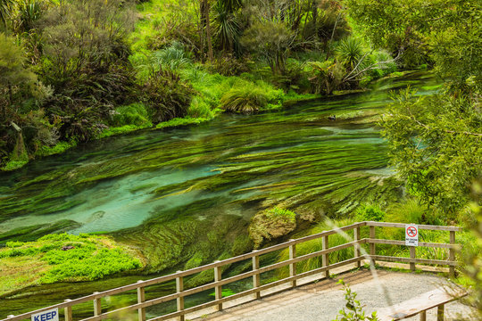 ニュージーランド　プタルルのブルースプリングの展望台からの風景と透明で澄んだ川	