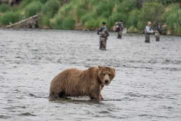 brown bear in river near fishermen