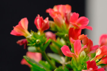 Fototapeta na wymiar red kalanchoe flower