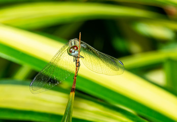 Macro insect on the leaves with the  green theme 