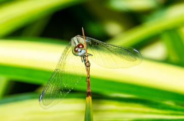 Macro insect on the leaves with the  green theme 