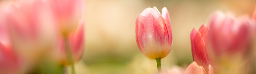 Nature of tulip flower in garden using as cover page background natural flora wallpaper or template...