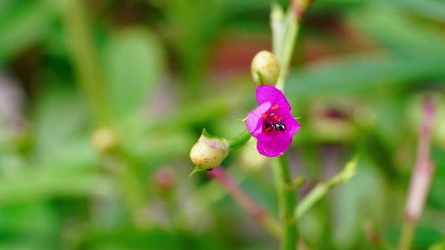 closeup blooming pink flowers of Surinam Purslane ,Time lapse
