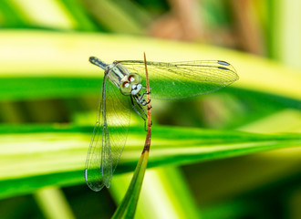 Macro insect on the leaves with the  green theme 