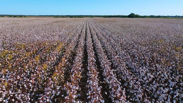 Good aerial of rows of cotton growing in a field in the Mississippi River Delta region.