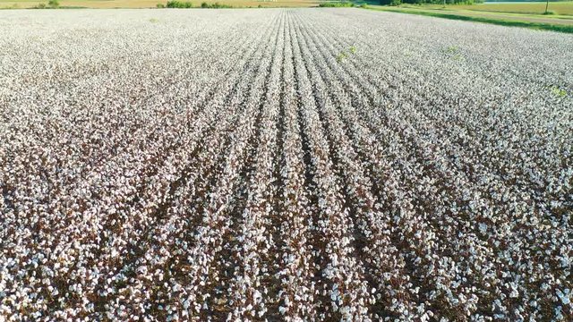 Good tilt up aerial of rows of cotton growing in a field in the Mississippi River Delta region.