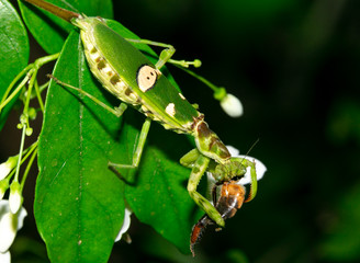 Macro grasshopper eating bee on the leaves 