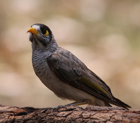 noisy miner bird