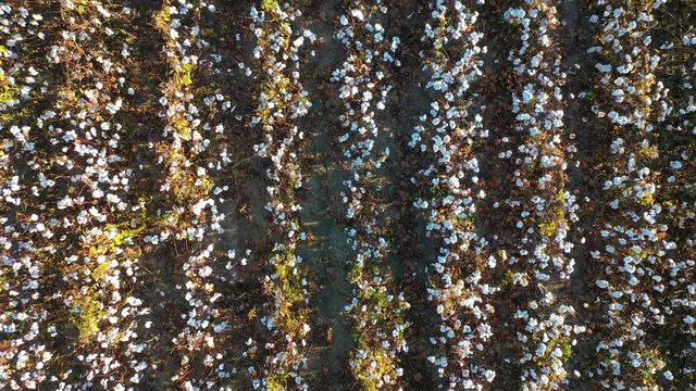 Extreme rising straight down aerial over a vast cotton field goes from a single row of plants to a vast and open farm.