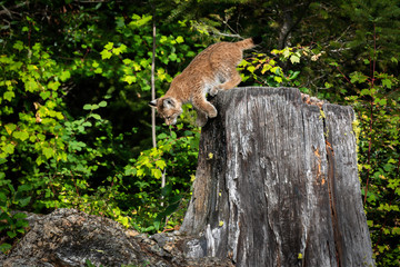 Close up of a Siberian Lynx kitten about to jump off a stump in a lush green forest.