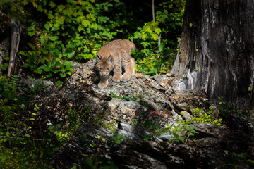 A Siberian Lynx kitten peeking over a rocky outcrop in a lush green forest.