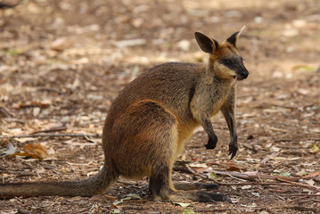 Naklejka premium kangaroo in australia