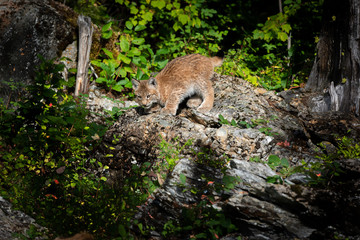 Close up of a standing Siberian Lynx kitten perched on a rocky outcrop in a lush green forest.