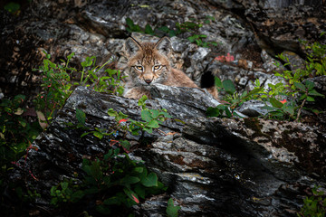 Siberian Lynx kitten staring at the camera while sitting in the rocks and lush forest.
