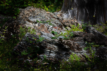 Siberian Lynx kitten sitting among rocks in a lush forest