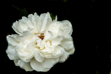 white flower on black background