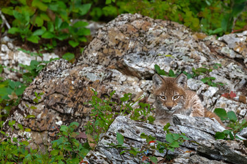 A close up of a Siberian Lynx kitten sitting in the rocks and lush forest.
