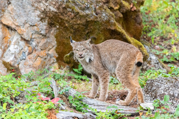 Close up of a Canadian Lynx standing sideways in a green wooded forest.