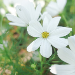 white cosmos with yellow pollen in garden