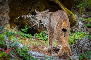 Naklejka na ściany i meble Close up of a Canadian Lynx walking away and looking back in a green wooded forest.