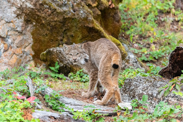 Canadian Lynx walking away and looking back in a green wooded forest.
