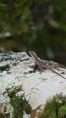lizard on rock