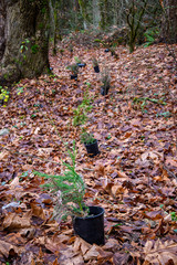 Replanting with native plants after invasive plant removal, Wilburton Hill Park, Bellevue, Washington State