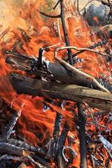 Bright beautiful bonfire of wooden branches and twigs.