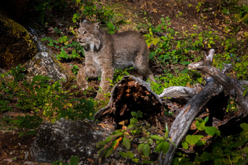 Fototapeta na wymiar Close up of a Canadian Lynx standing and looking to the left in a green wooded forest.