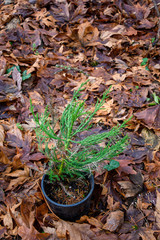 Replanting with native plants after invasive plant removal, Wilburton Hill Park, Bellevue, Washington State