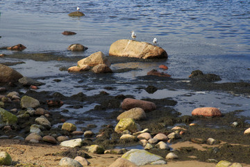 Algae in the water on the coast of the Baltic Sea.