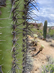 Close up Saguaros and Cholla cactus in dry desert. Arizona desert landscapes, United States