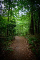 Trail Coming out of Dark Forest