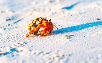 Hermit crab on beach