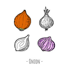 Hand-drawn isolated onion. Vector cartoon illustration.