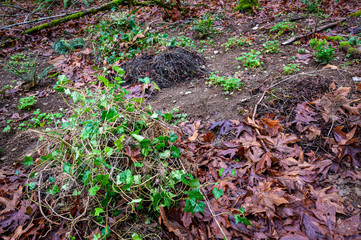 Replanting with native plants after invasive plant removal, Wilburton Hill Park, Bellevue, Washington State